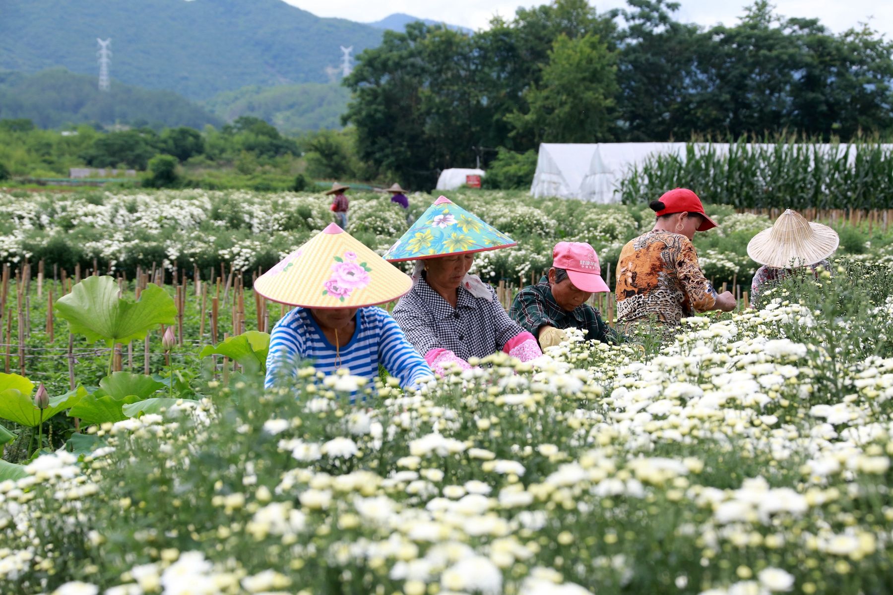 徽州貢菊