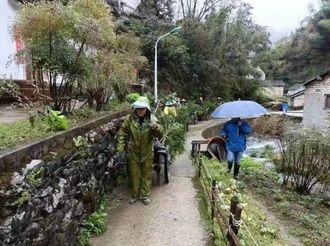 楊村農(nóng)民栽榧忙