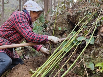 休寧：春回大地植樹忙 新安源頭添新綠