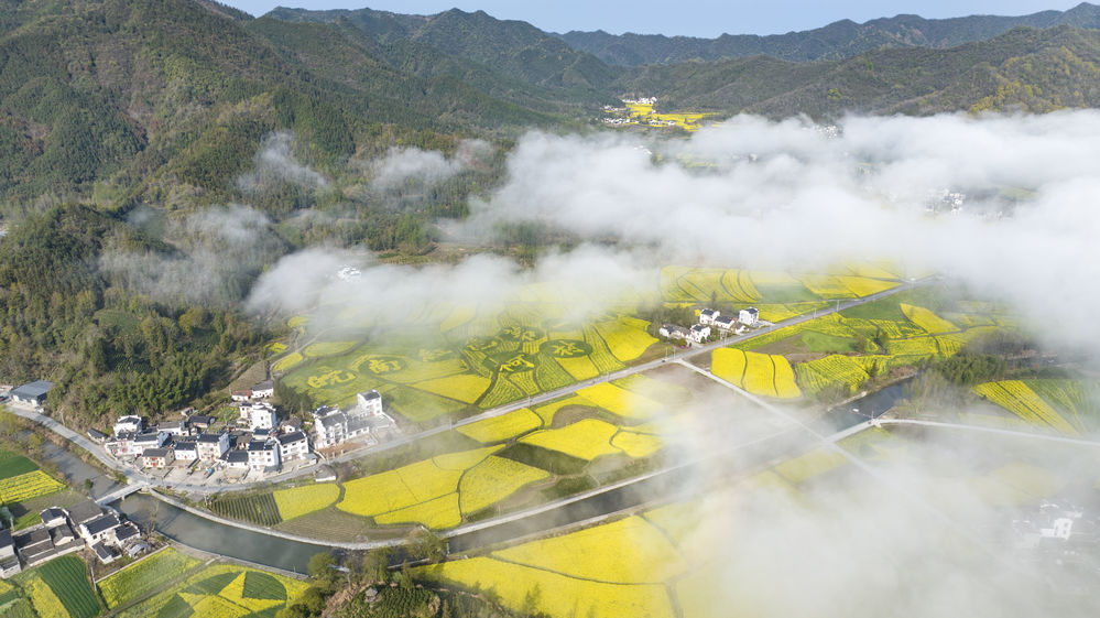 春日柯村油菜花開