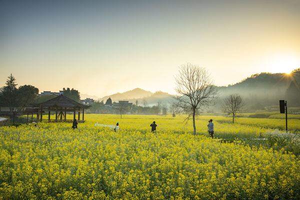 西遞油菜花開 春色浪漫滿懷