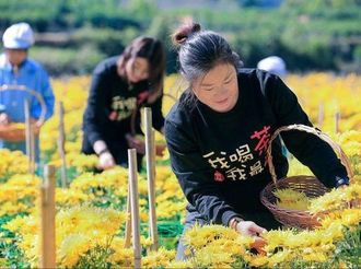 張奇崖：故園散幽葩，花中偏愛菊