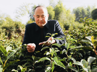 陳文亮：打響家鄉茶樹花品牌