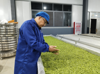 汪國平：轉型種白茶 荒地成基地