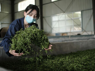 陳雯雯：與茶結緣的年輕人