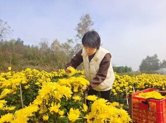 湯鳳：農場中的“養菊人”