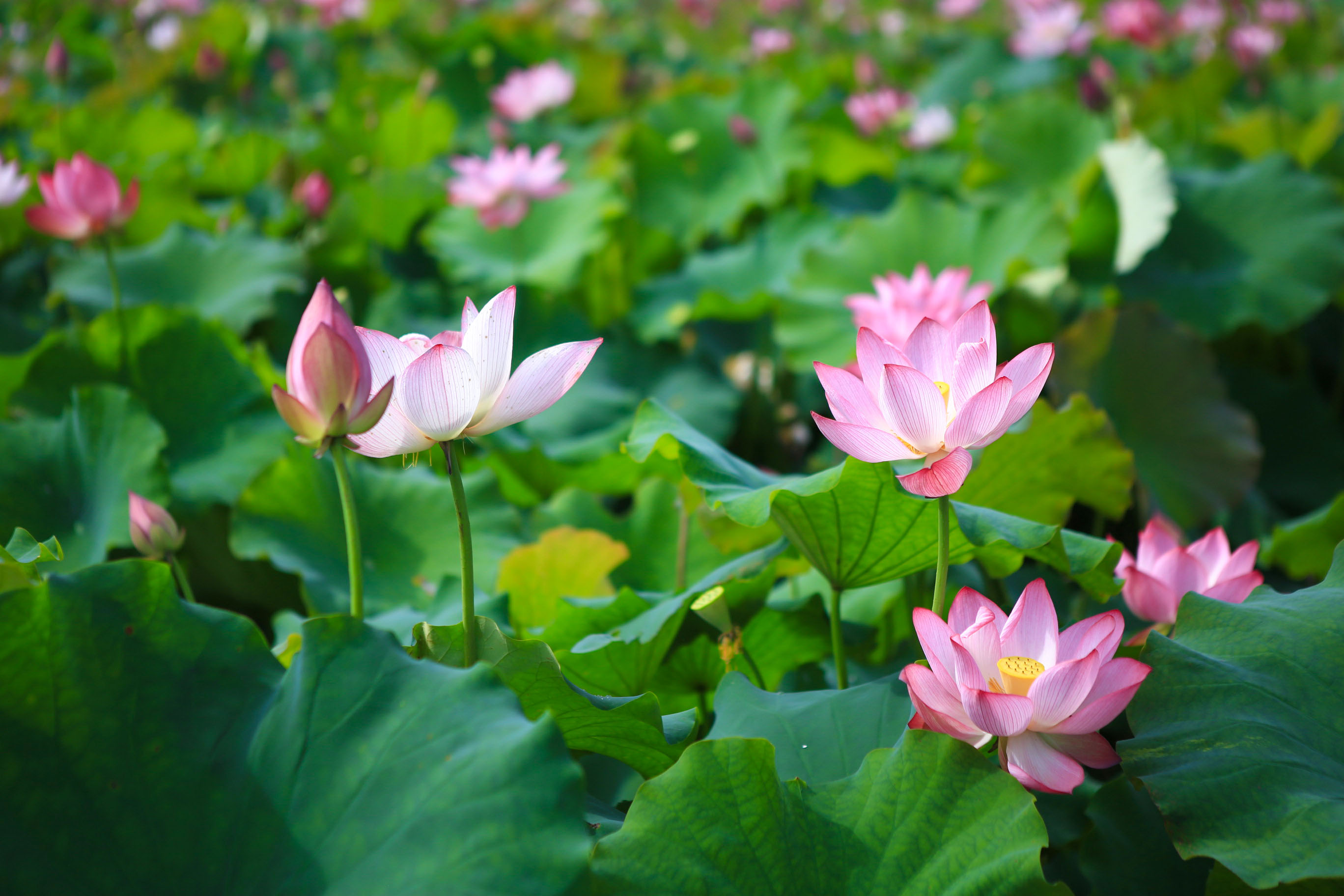 荷花開鄉(xiāng)村美