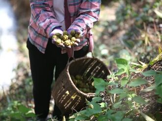 一棵樹一塊錢！歙縣山核桃有了“托管所”