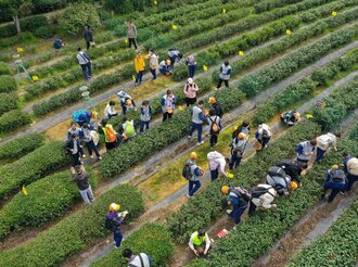 茶香漸起，全市春茶備采忙