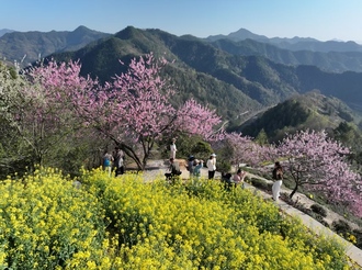 來黃山，體驗(yàn)不一樣的春天