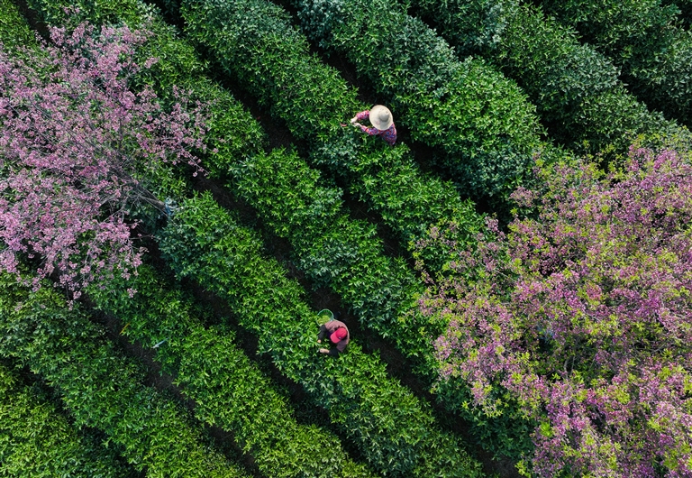 一葉春茶香滿山