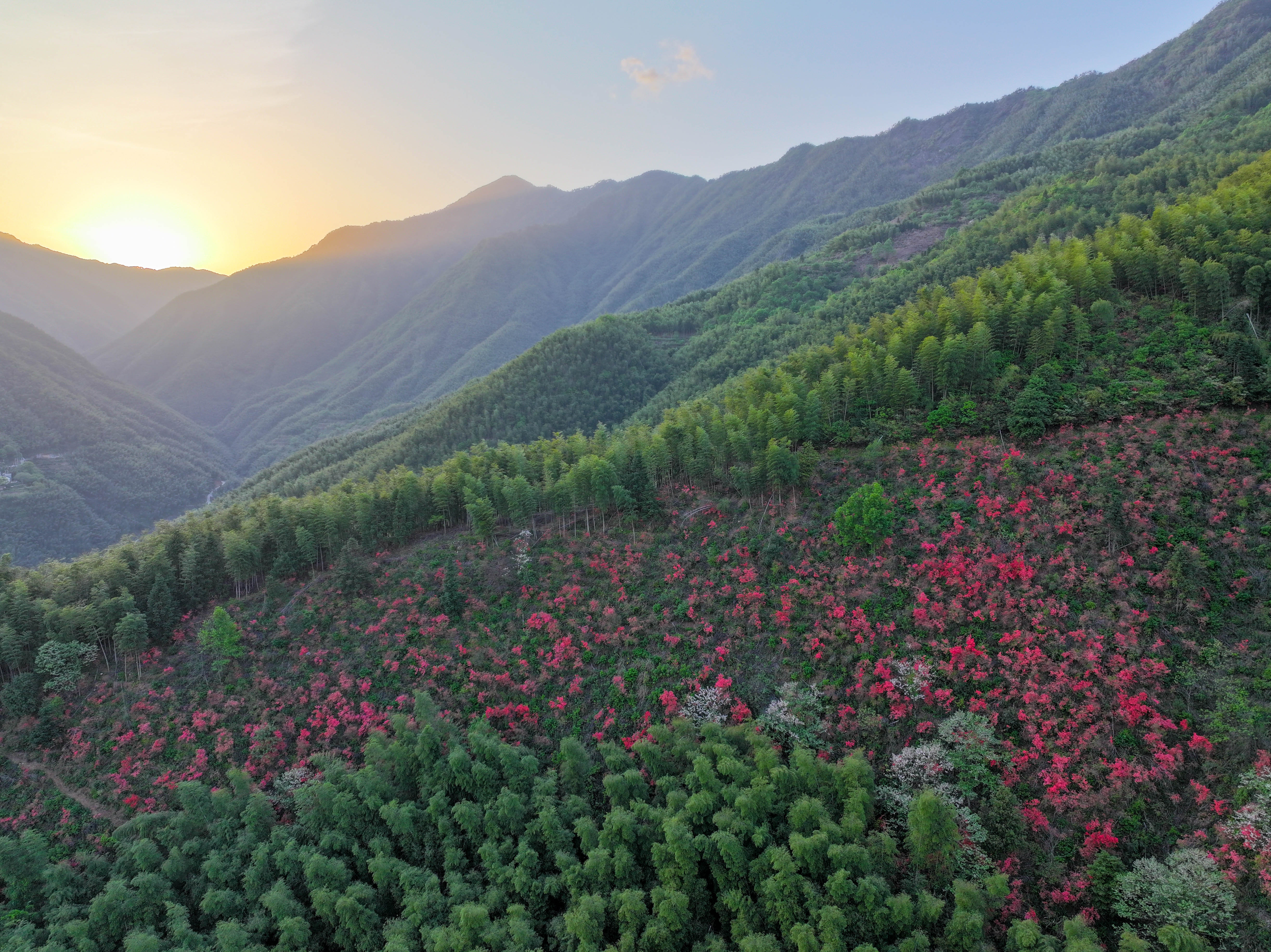 杜鵑盛放迎客來