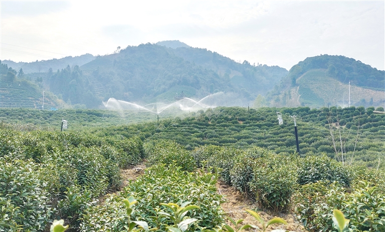 “智慧大腦”賦能黃山農(nóng)業(yè)