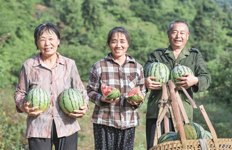 瓜田迎來豐收季
