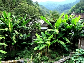 嶺腳芭蕉綠滿村